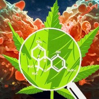 Varieties and action of cannabinoids