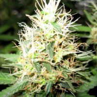 Сколько зреет марихуана когда сажать семена конопляные