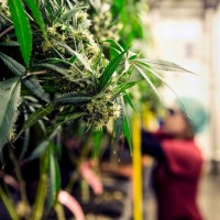 Legal status of marijuana in Czech Republic