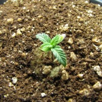 Weed Growing Soil: Types, Criteria, General Advice