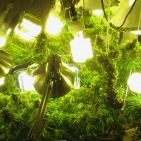 Люминесцентные лампы для выращивания конопли легальная продажа марихуаны
