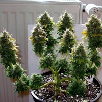 как выращивать марихуану в доме