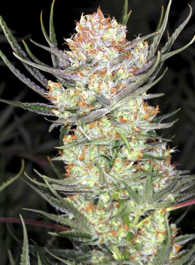 Semi di Cannabis Divine OG Kush Divine Seeds - Villabafo