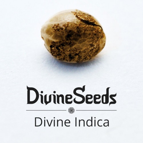 Купить семена Divine Indica