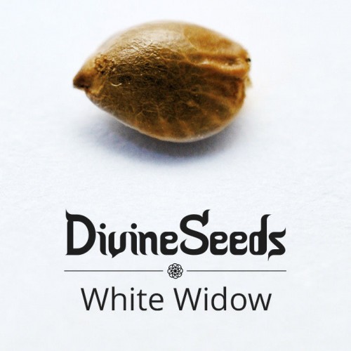 Купить семена White Widow