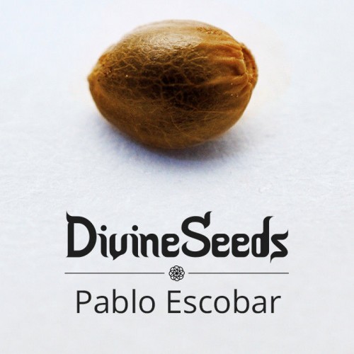 Купить семена Pablo Escobar