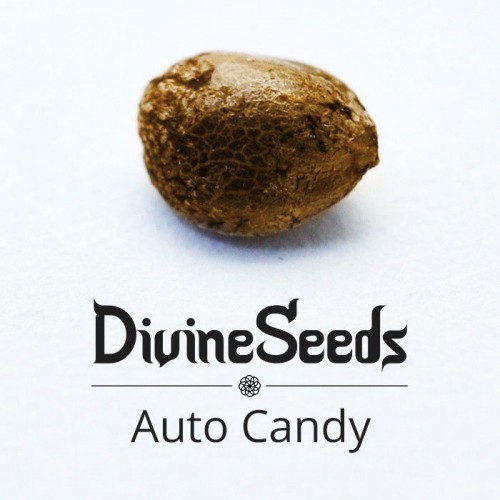 Купить семена Auto Candy