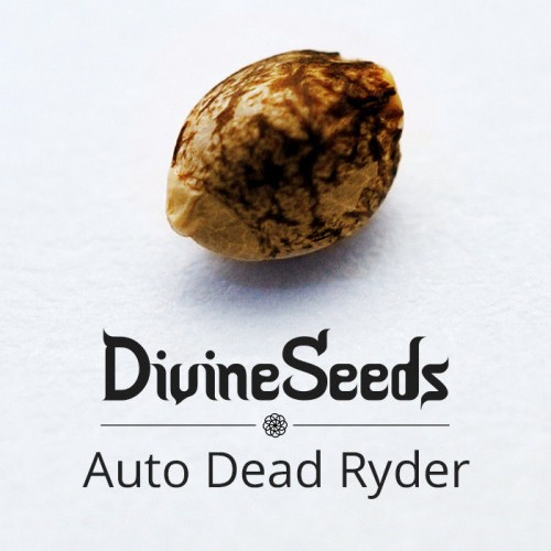 Купить семена Auto Deadryder