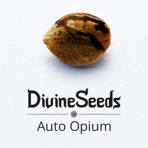 Купить семена Auto Opium
