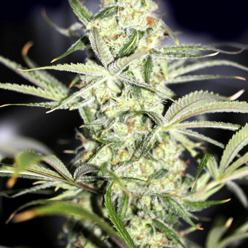 Big Bang Infiorescenza di Cannabis Top quality 3g