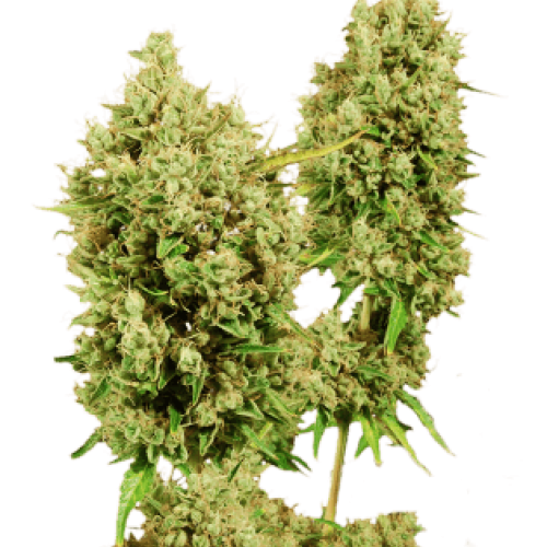 Наложенный семена марихуаны обрезание листьев конопли
